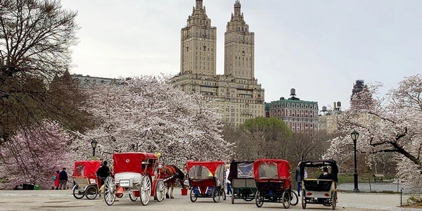 Central Park Pedicab
